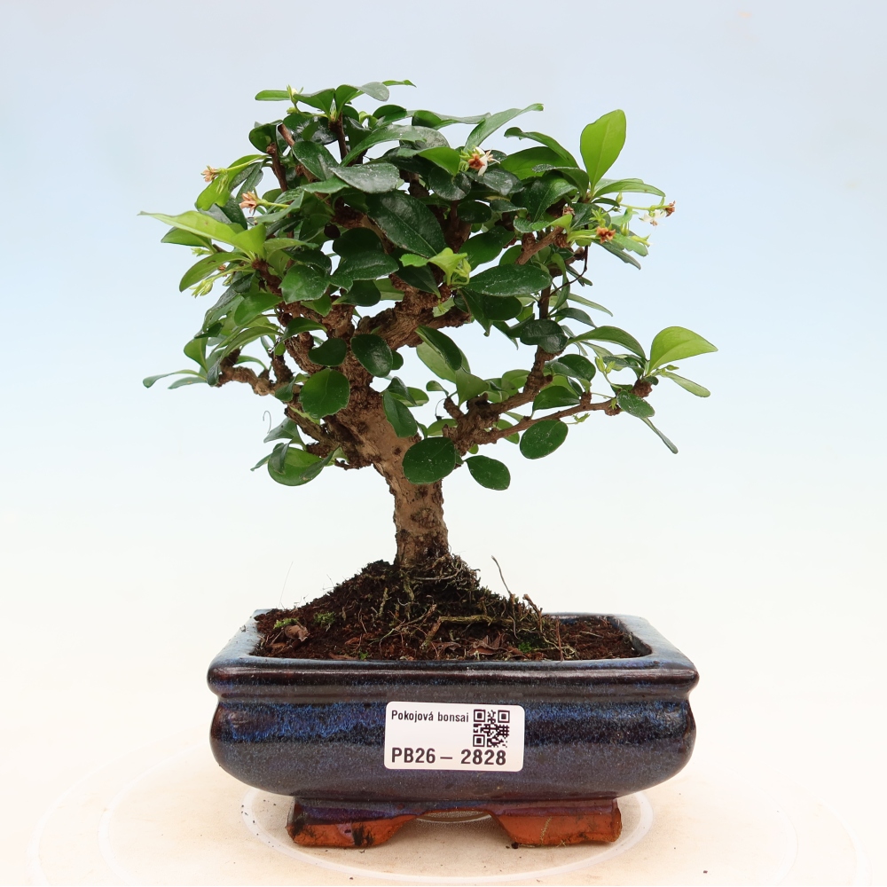 Zimmer-Bonsai - Carmona macrophylla - Tee-Fuki