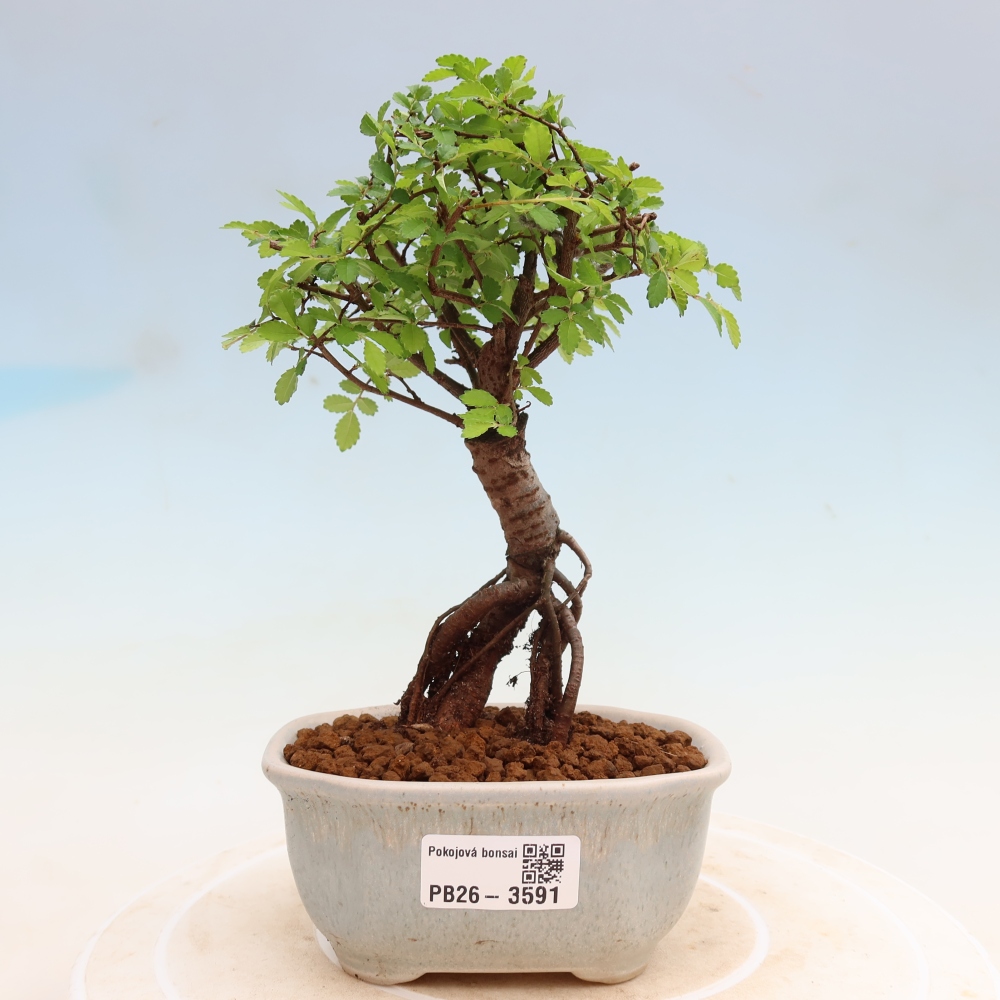 Zimmerbonsai - Ulmus parvifolia - Kleinblättrige Ulme