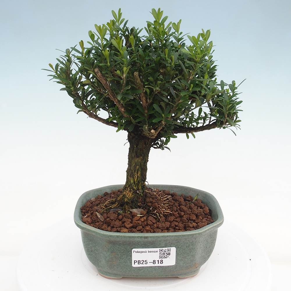 Zimmerbonsai - Buxus harlandii - Korkbuchsbaum