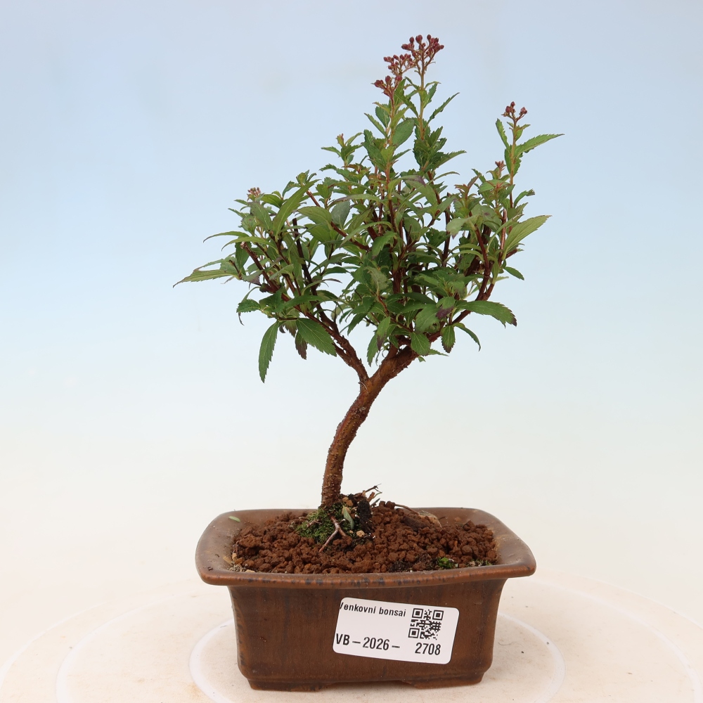 Bonsai für den Außenbereich – Japanische Spirea – Spirea japonica Anthony Waterer