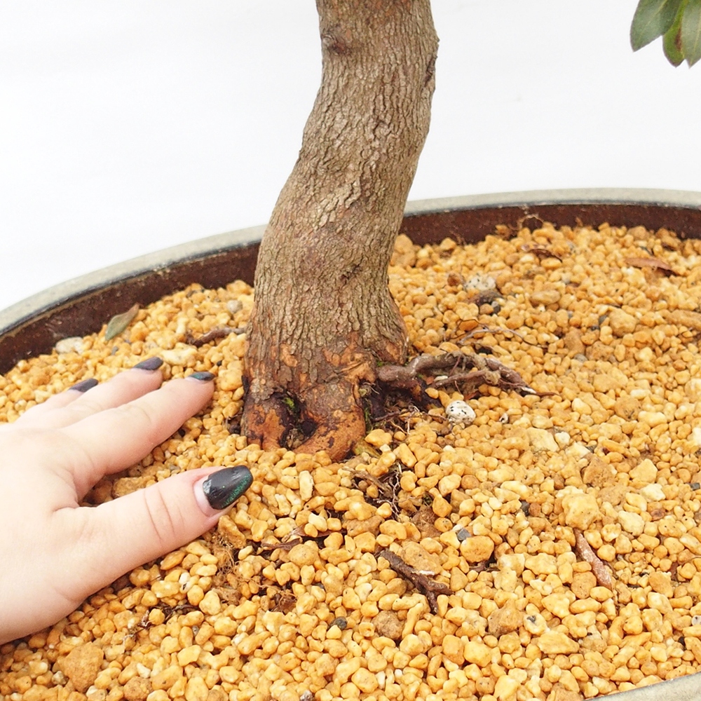 Bonsai für draußen - Japanische Azalee - Azalee CHIHIRO