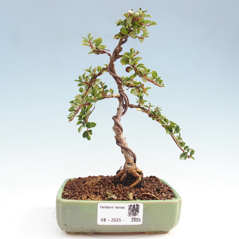 Bonsai im Freien - Cotoneaster horizontalis - Felsenbaum