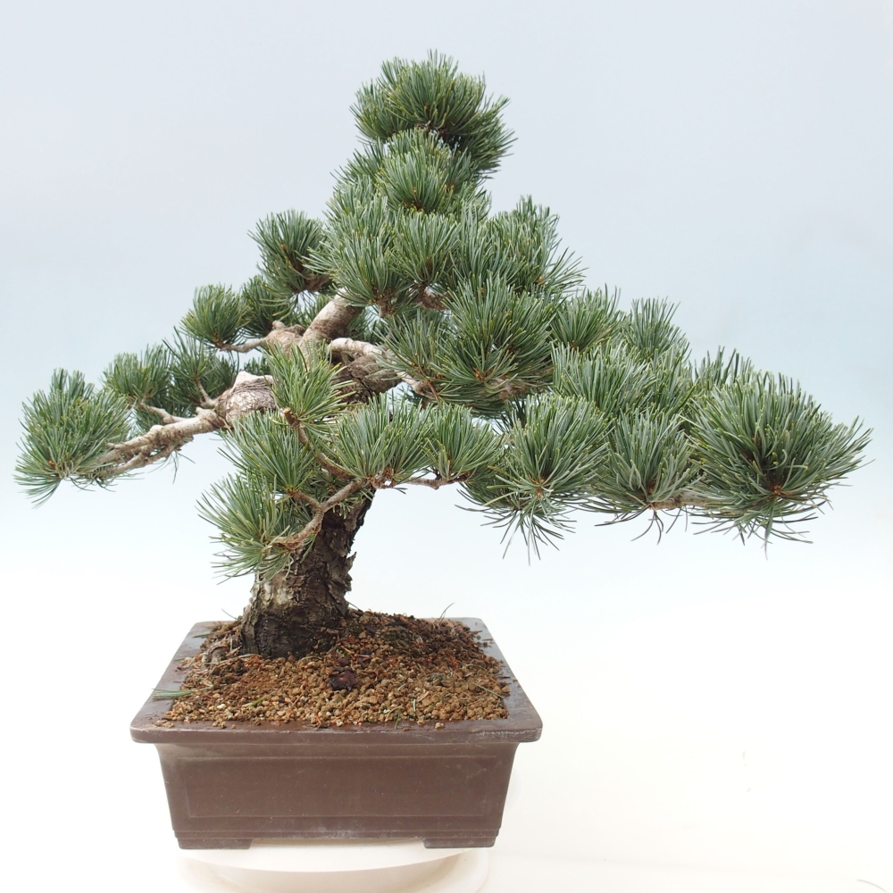 Bonsai im Freien - Pinus parviflora - kleine Kiefer