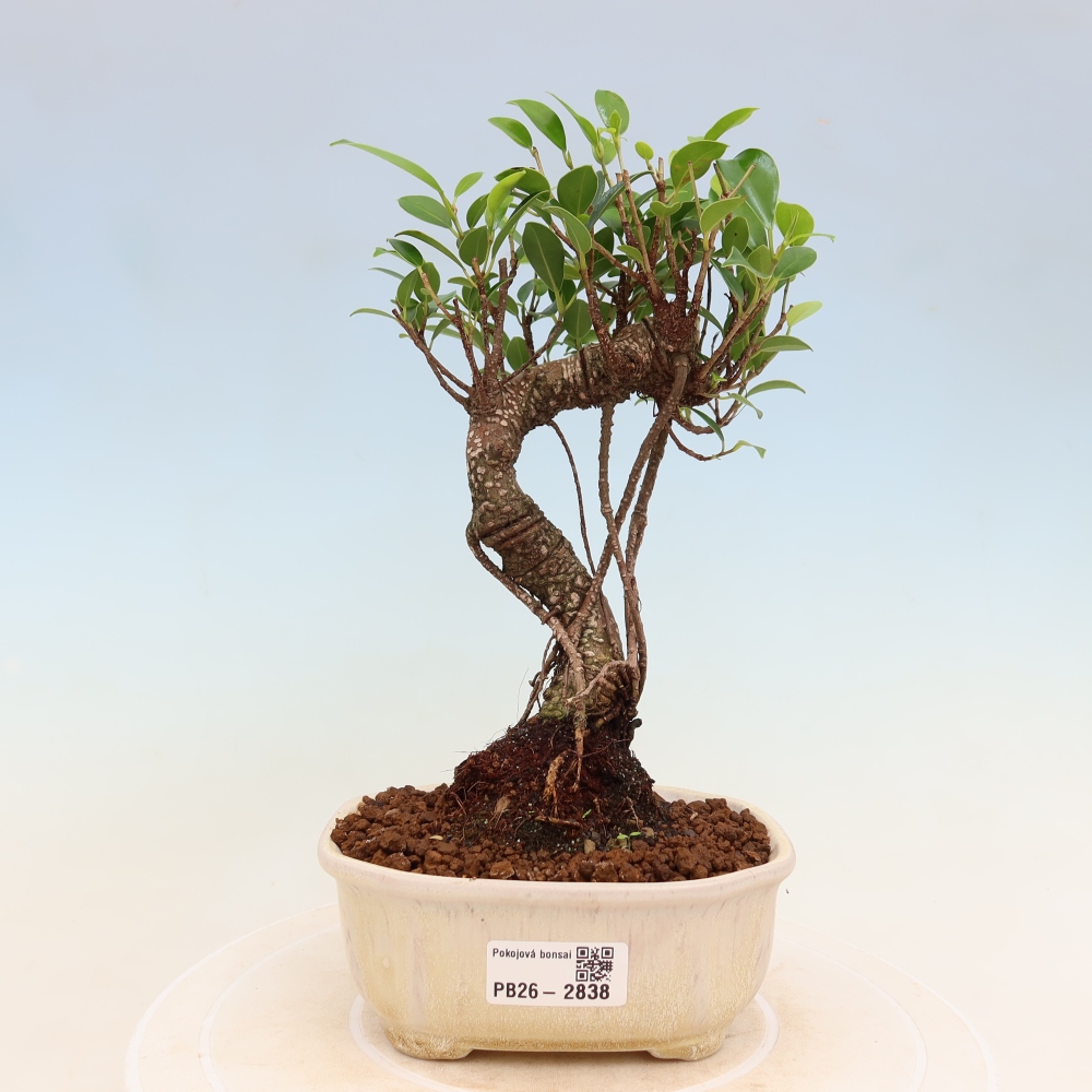 Zimmerbonsai - Ficus kimmen - Kleinblättriger Ficus