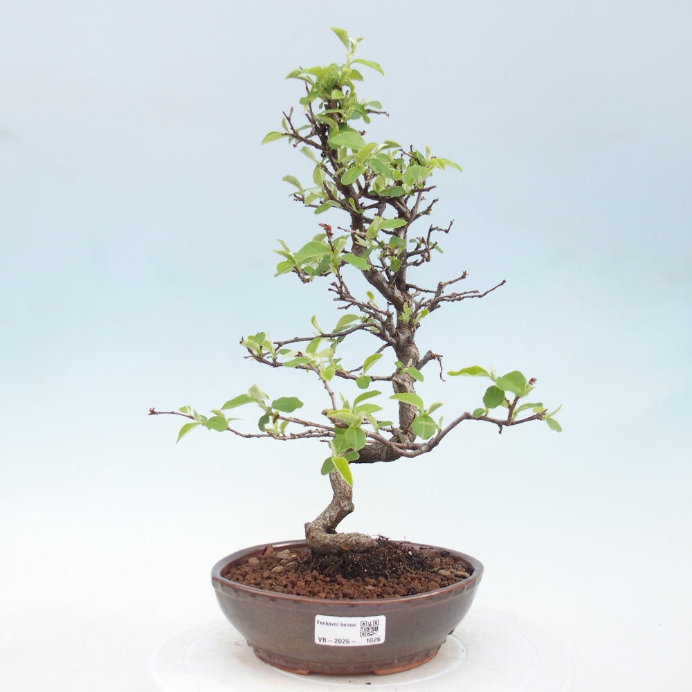 Bonsai für draußen - Chaneomeles chinensis