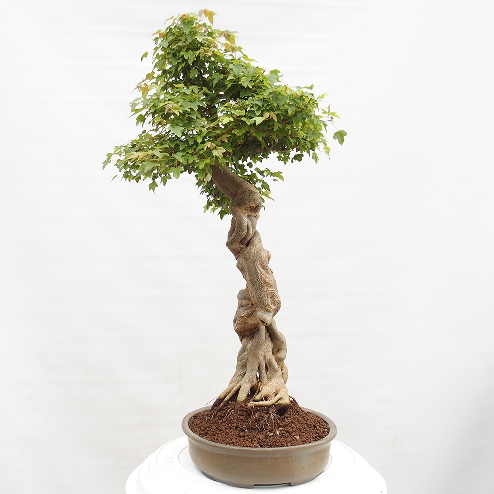 Bonsai im Freien - Ahorn Buergerianum - Burger Maple