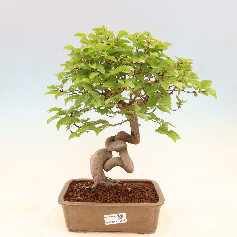 Bonsai für draußen - Karpinus Coreana - Koreanische Hainbuche