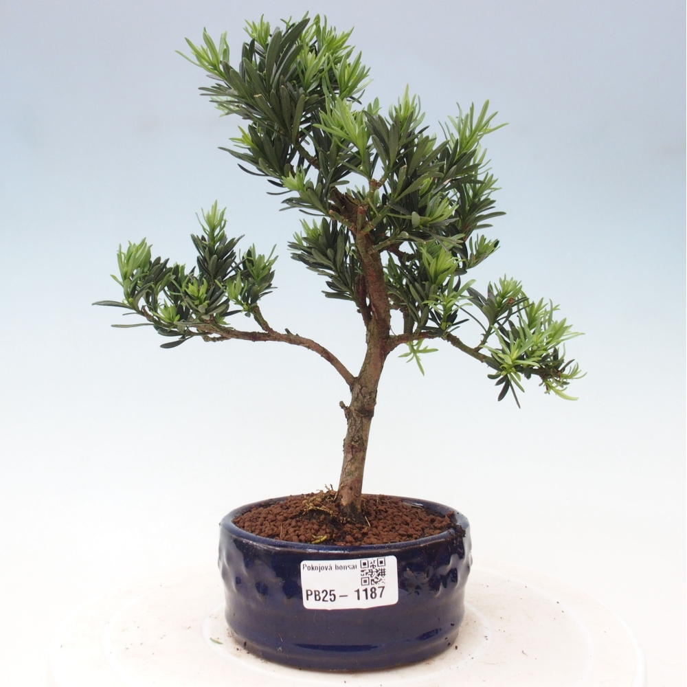 Indoor-Bonsai - Podocarpus - Stein tausend