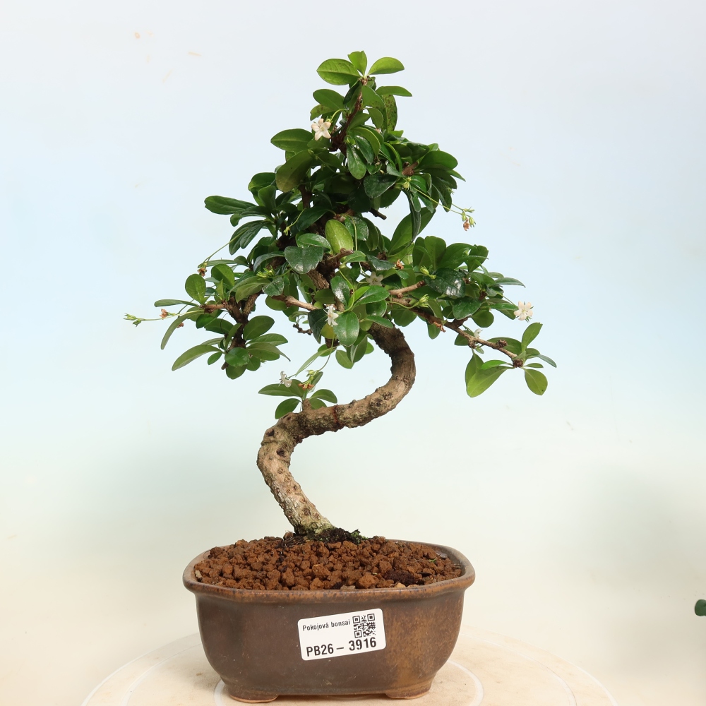Zimmer-Bonsai - Carmona macrophylla - Tee-Fuki