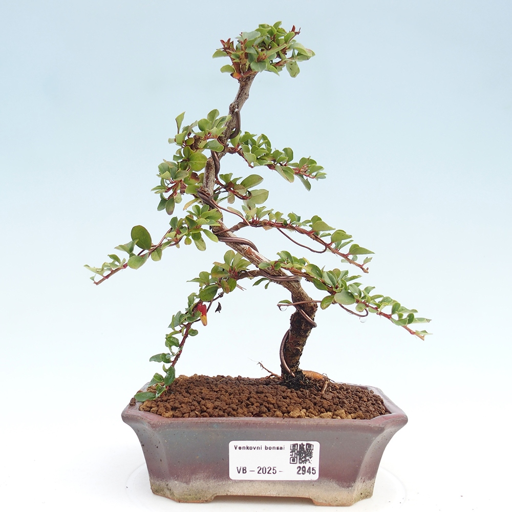 Bonsai im Freien - Cotoneaster horizontalis - Felsenbaum
