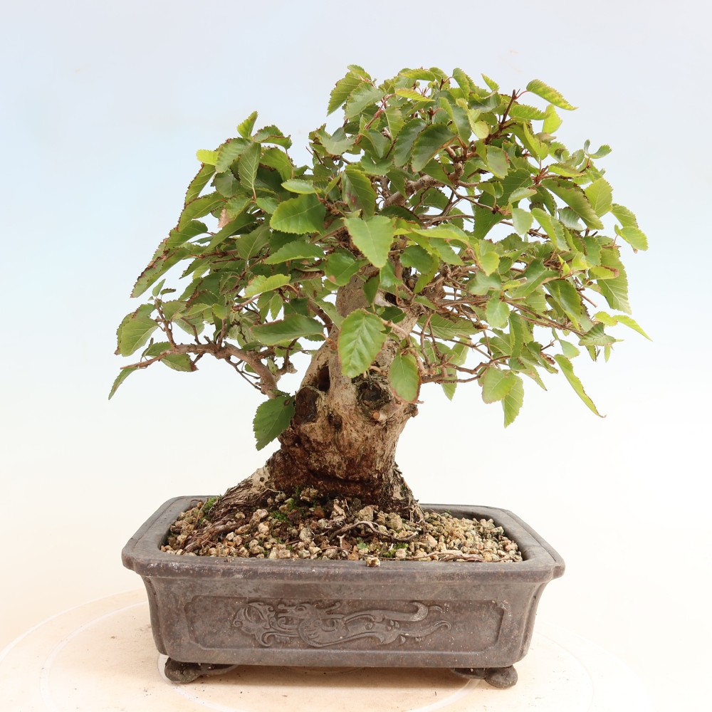 Bonsai für draußen -Carpinus CARPINOIDES - Koreanische Hainbuche
