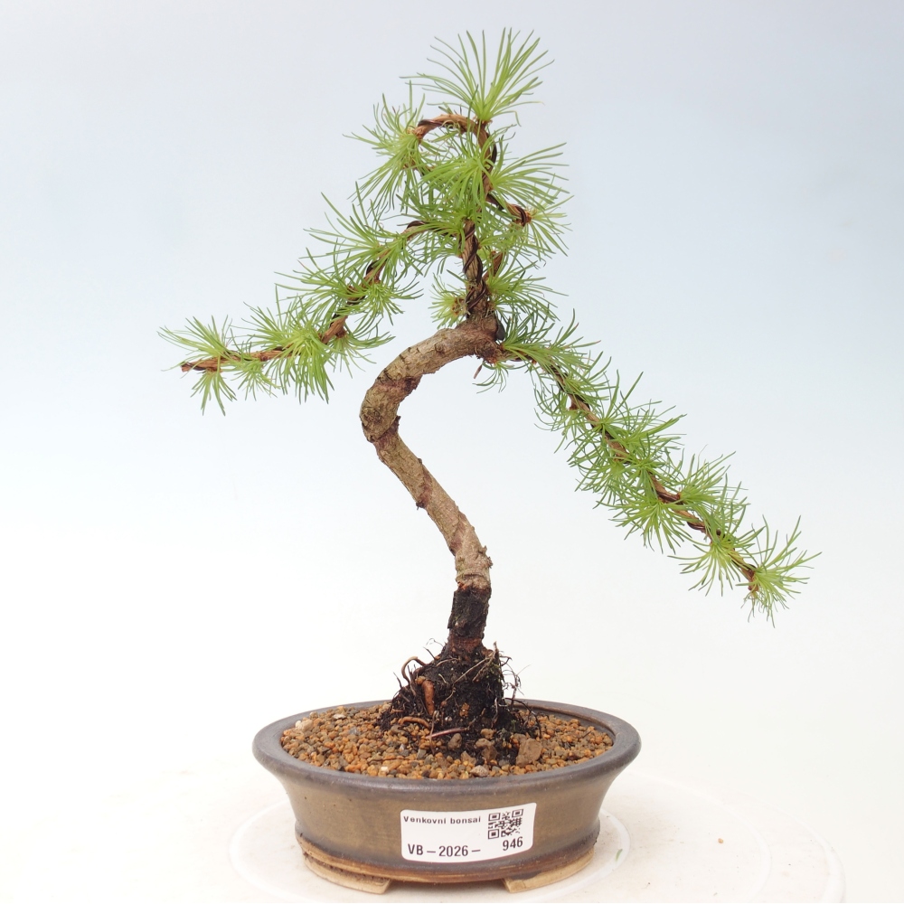 Bonsai für draußen - Larix Kaempferi - Japanische Lärche