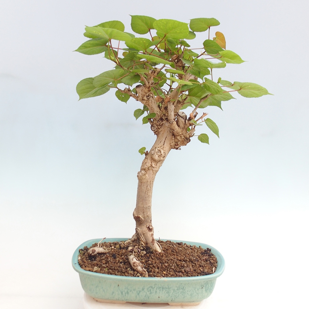 Zimmerbonsai - Hibiscus tiliaceus - Meereshibiskus