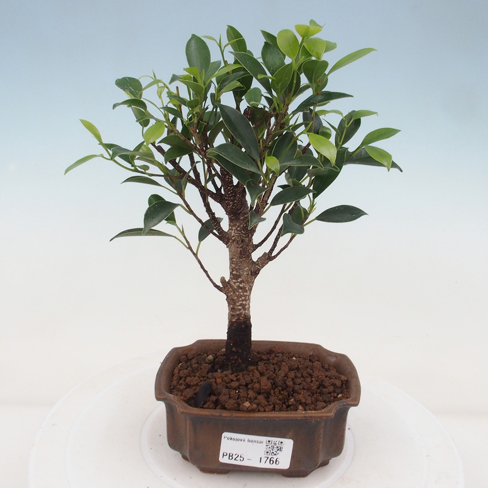 Zimmerbonsai - Kleinblättriger Ficus - Ficus kimmen