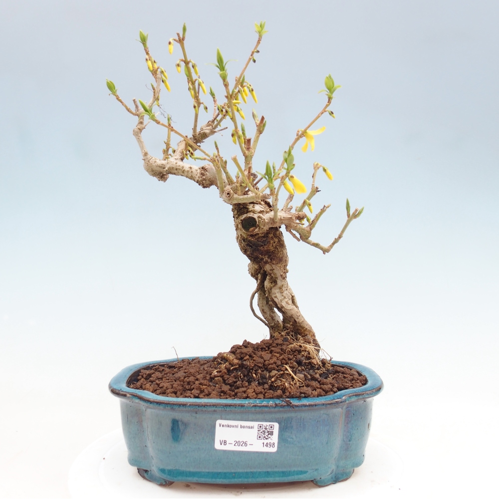 Bonsai im Freien - Forsythie - Forsythia koreana