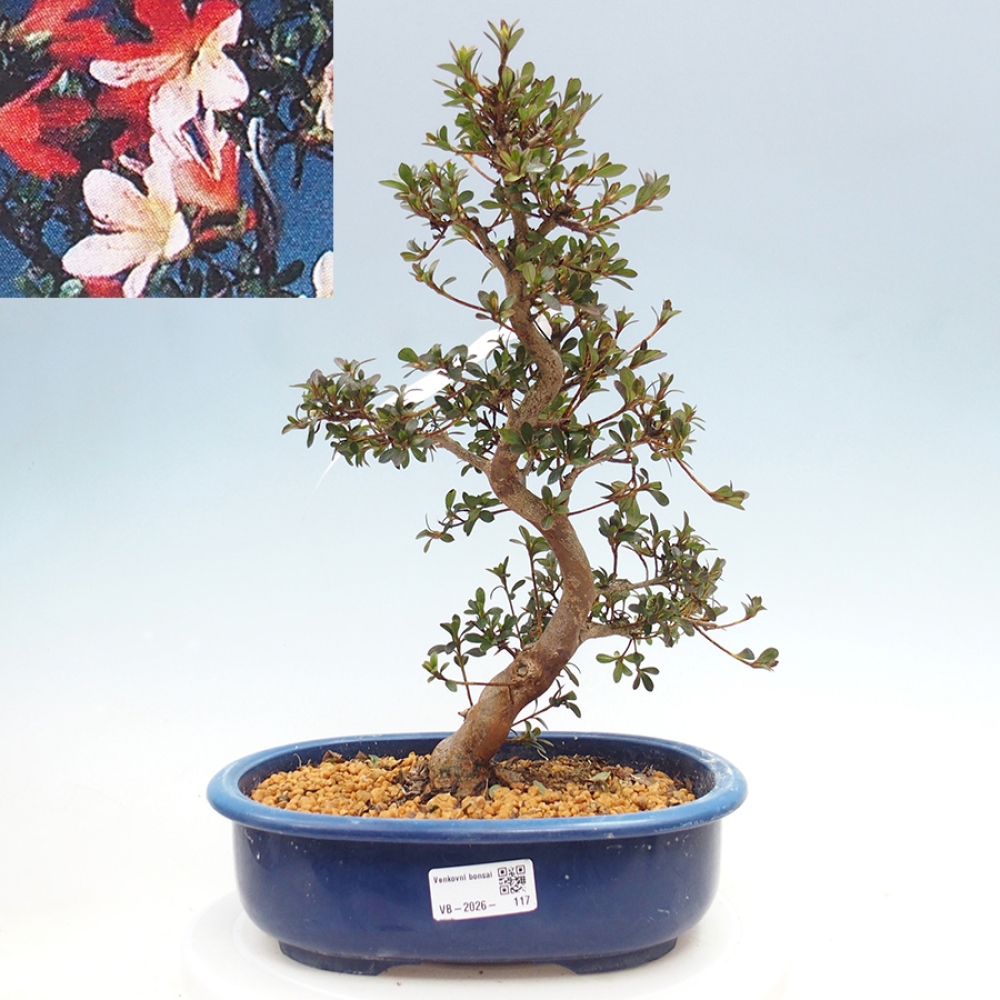 Bonsai für draußen - Japanische Azalee - Azalee Misaki