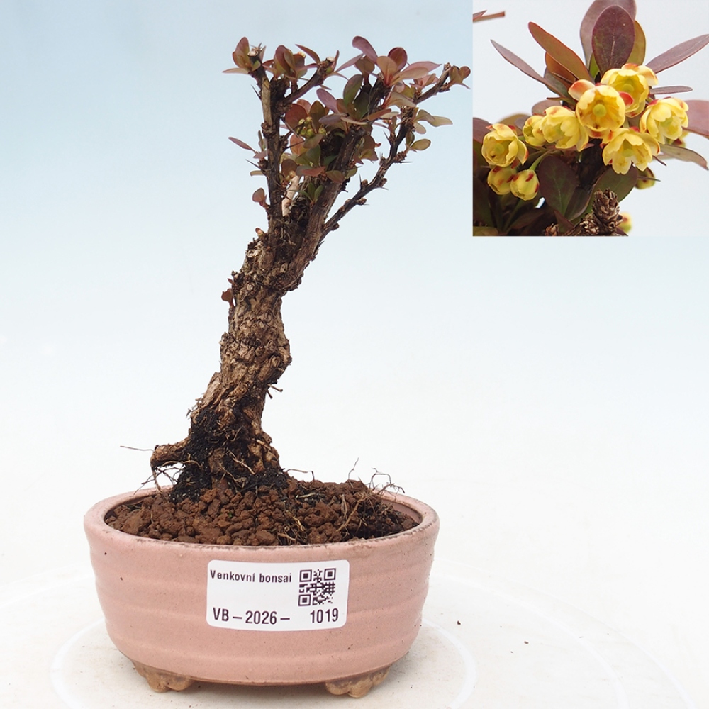Bonsai für draußen - Berberis Thunbergii Bagatelle