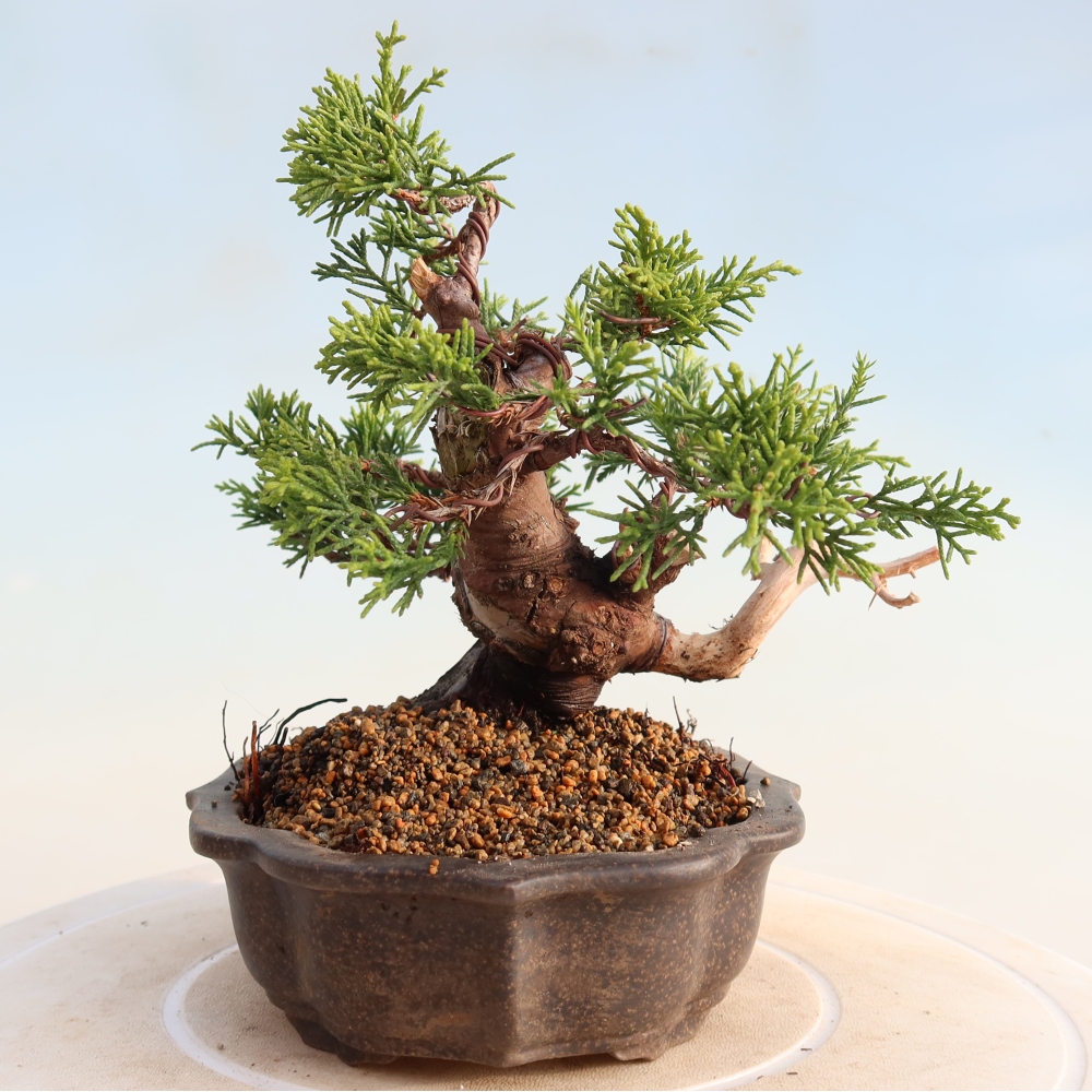 Outdoor bonsai - Juniperus chinensis Itoigawa - Chinese juniper