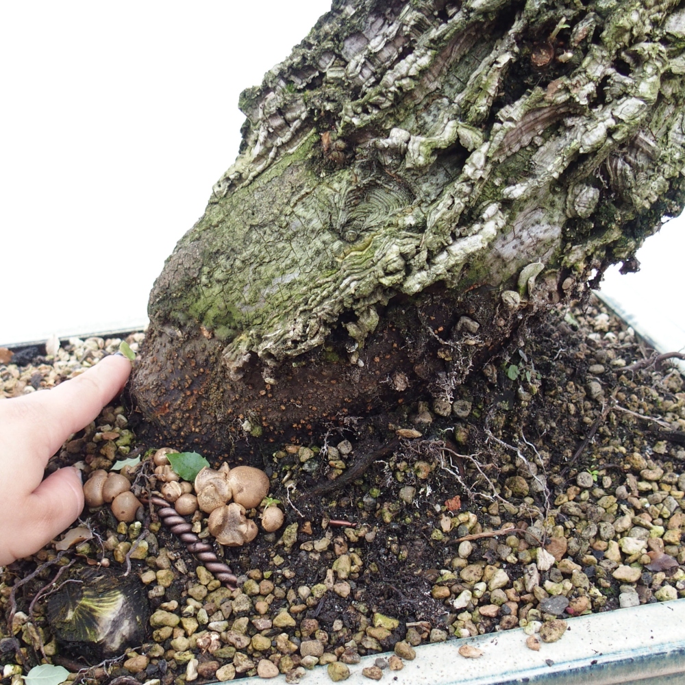 Outdoor-Bonsai Quercus suber - Kork-Eiche