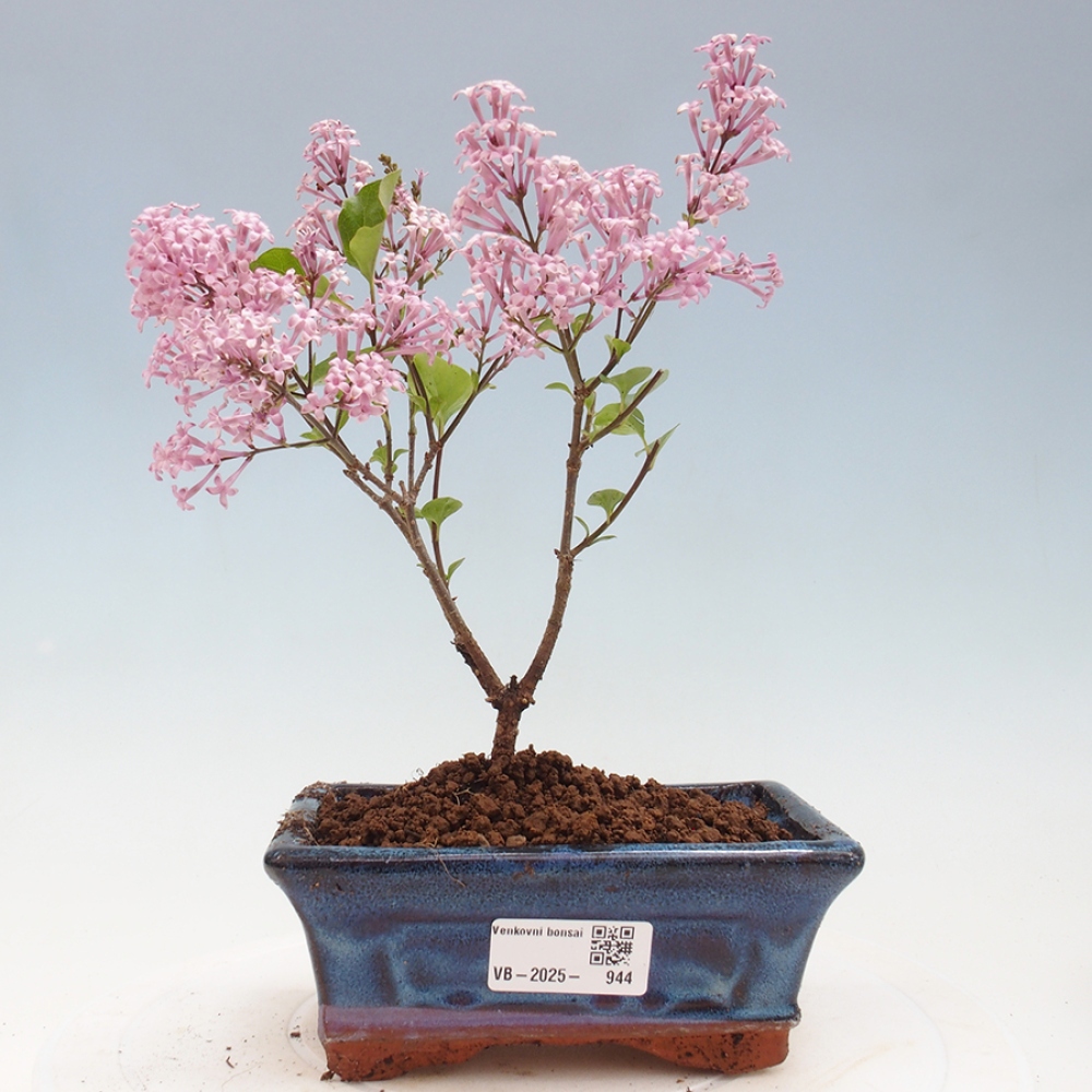 Bonsai im Freien – Syringa Meyeri Palibin – Meyers Flieder