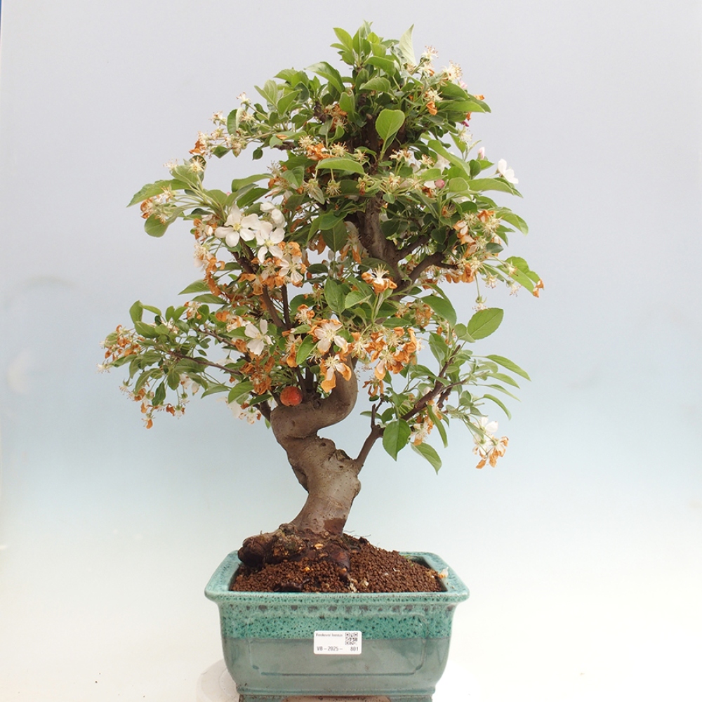 Bonsai im Freien - Malus halliana - Kleinfruchtiger Apfelbaum