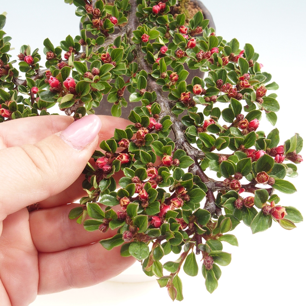 Bonsai im Freien - Cotoneaster horizontalis - Felsenbaum
