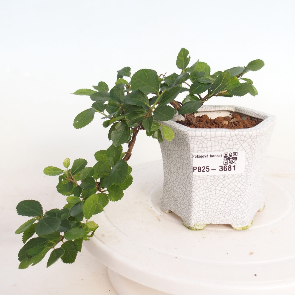 Zimmerbonsai - Grewia occidentalis - Lavendel Seestern