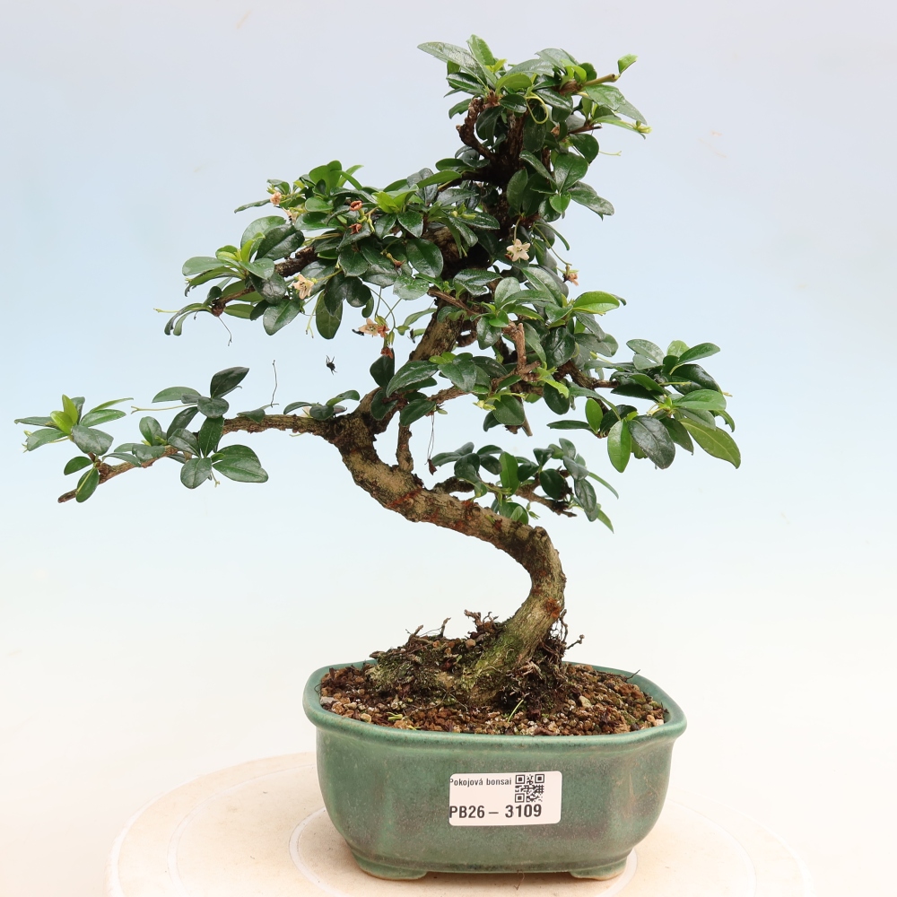 Zimmer-Bonsai - Carmona macrophylla - Tee-Fuki