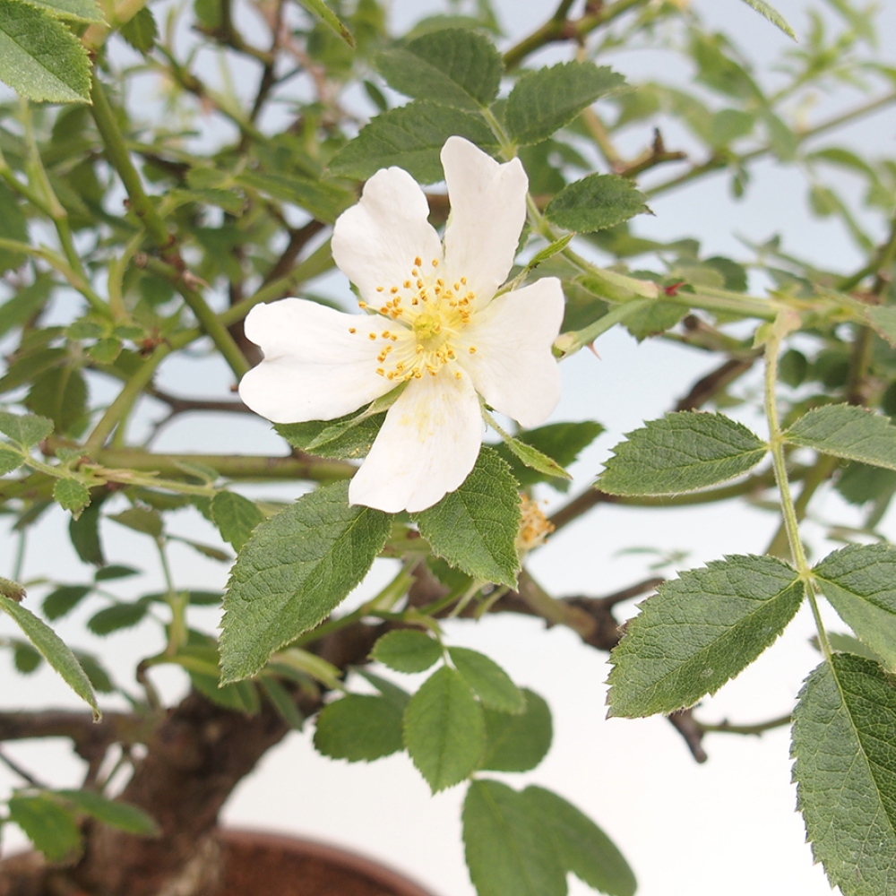 Freilandbonsai - Rosa Kordes -  Rose