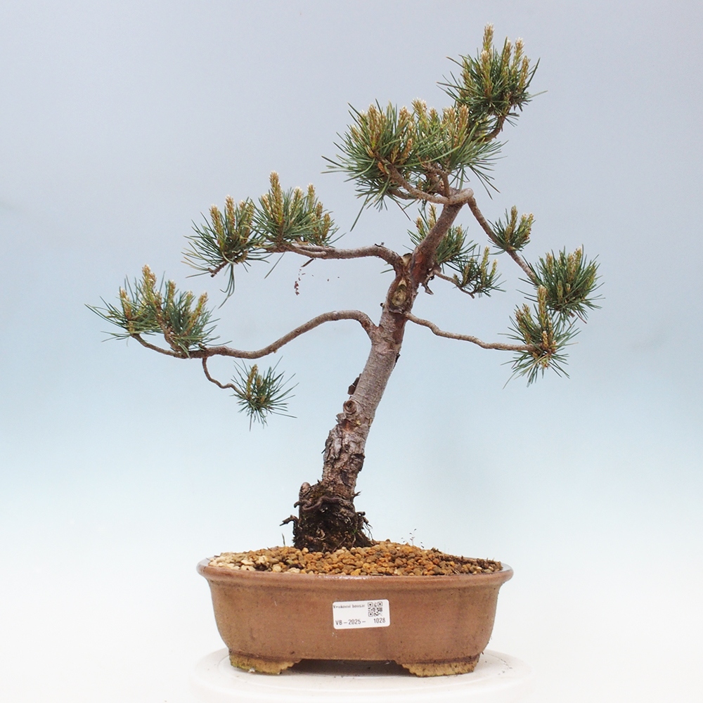 Bonsai im Freien - Pinus Sylvestris - Waldkiefer