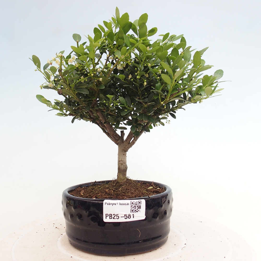 Zimmerbonsai - Ilex crenata - Holly
