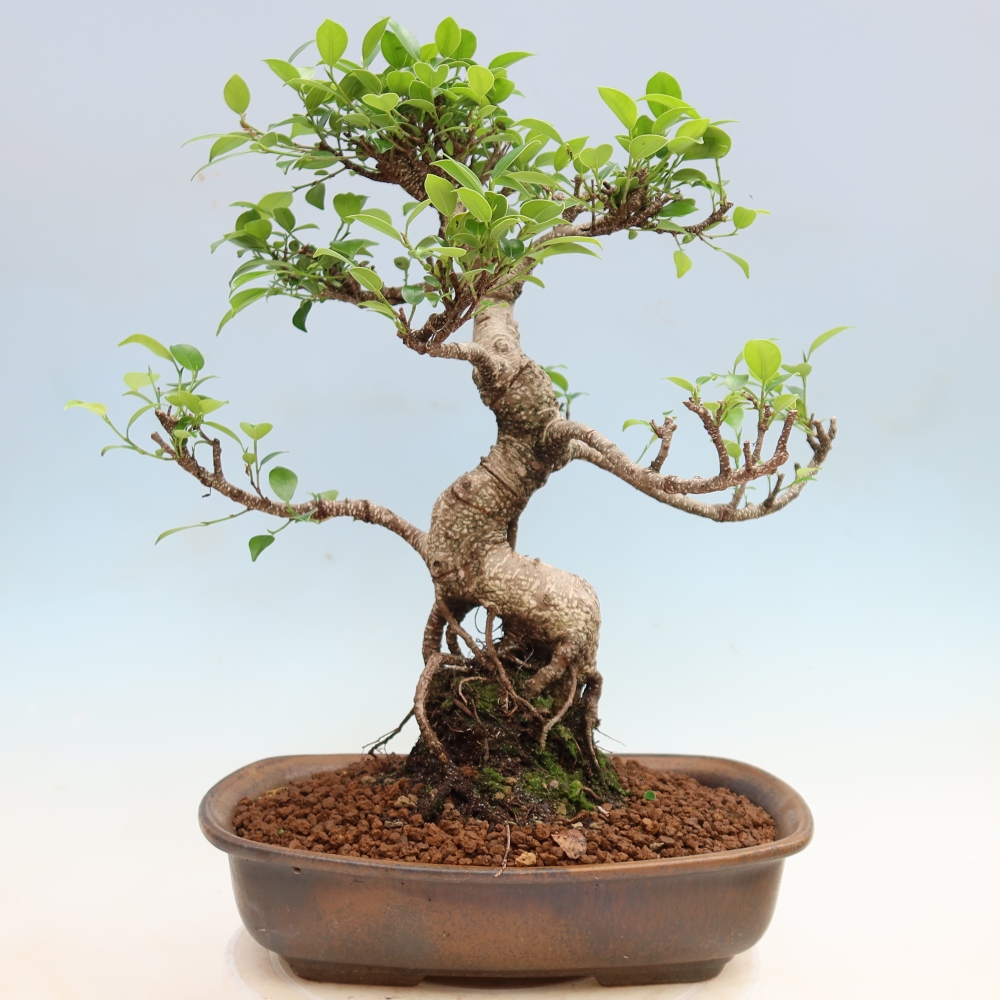 Zimmerbonsai - Ficus kimmen - Kleinblättriger Ficus