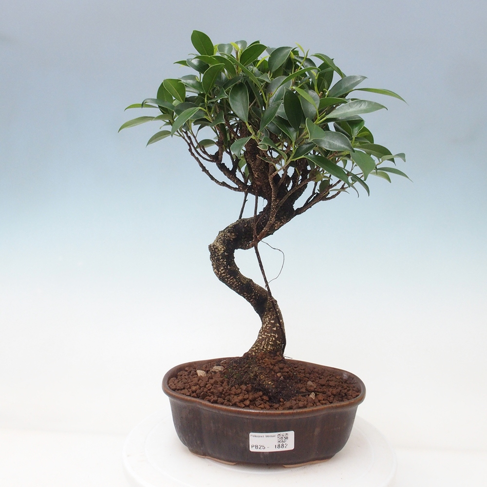 Indoor-Bonsai - Ficus retusa - kleiner Ficus