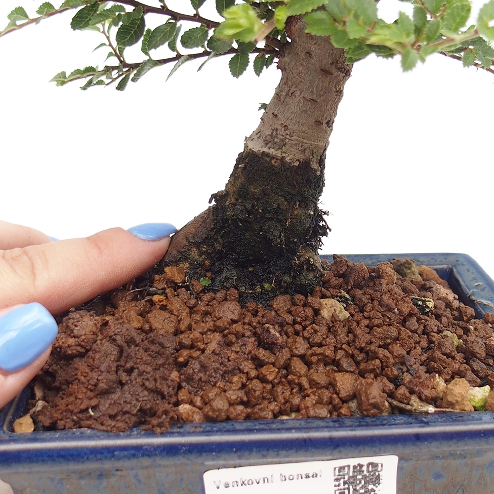 Bonsai im Freien - Ulmus parvifolia Hokkaido - Chinesische Ulme