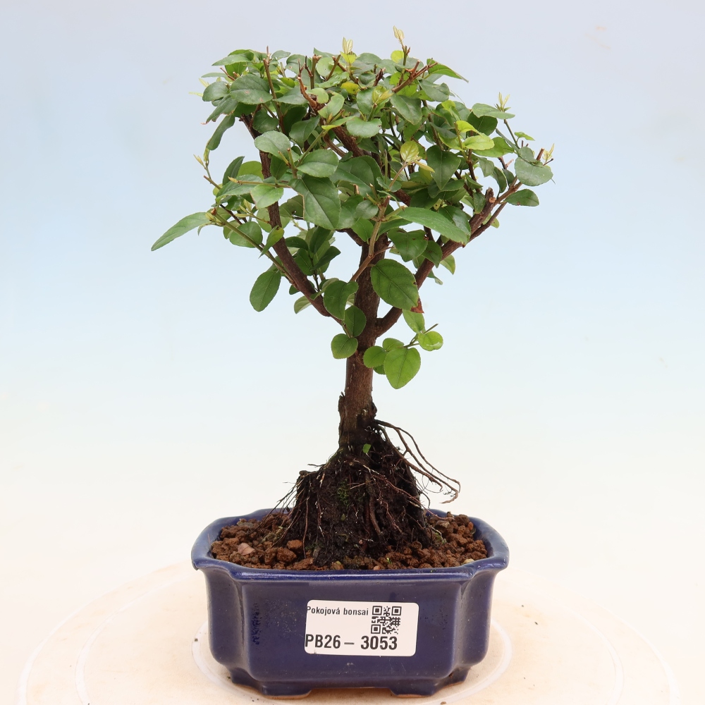 Zimmer Bonsai - Sageretia thea - Sageretia thea