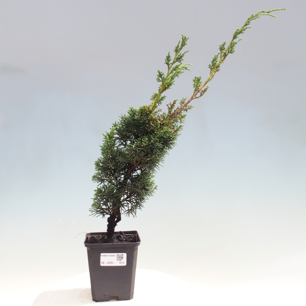Bonsai für draußen - Juniperus chinensis Kishu