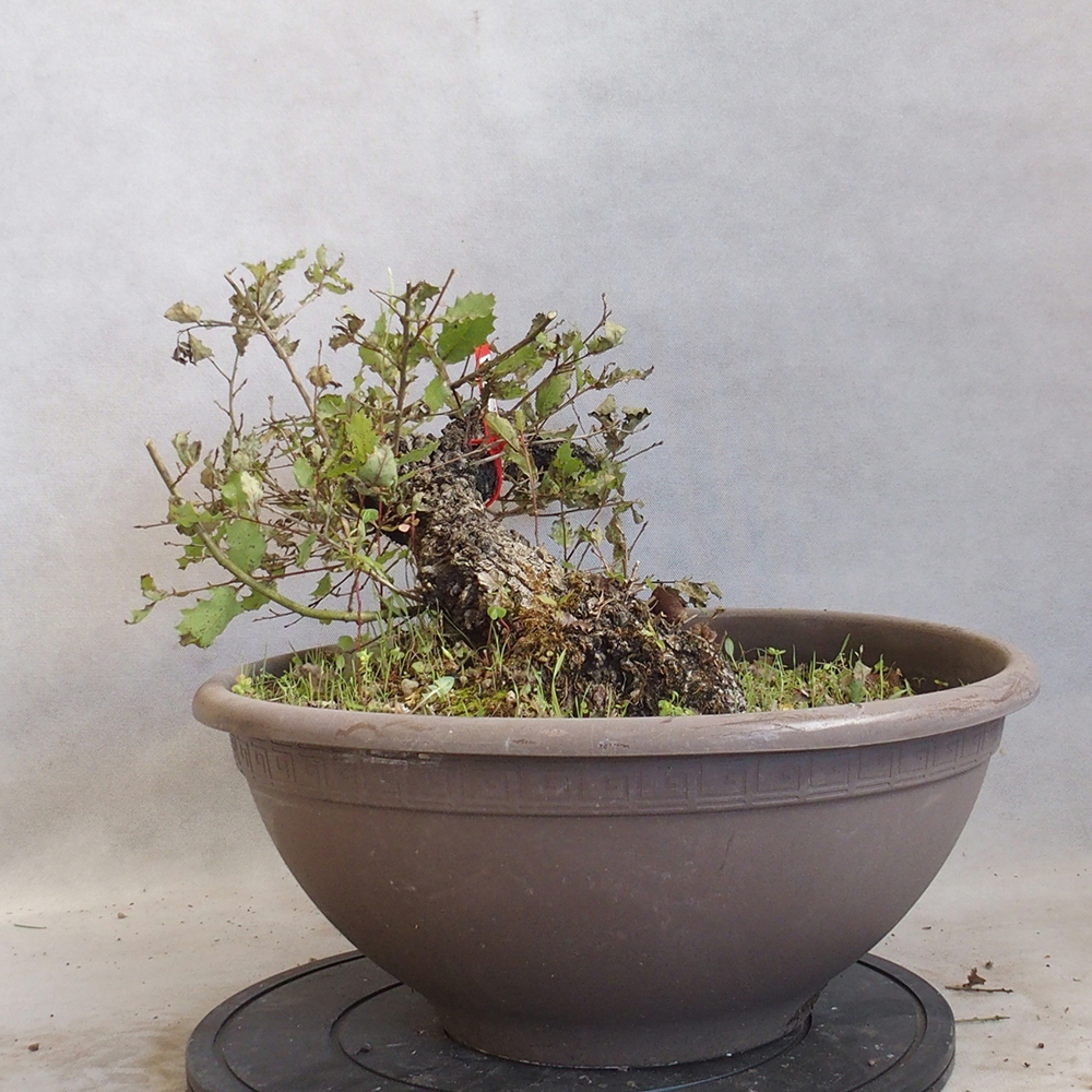 Freilandbonsai Quercus Cerris - Eiche Cer