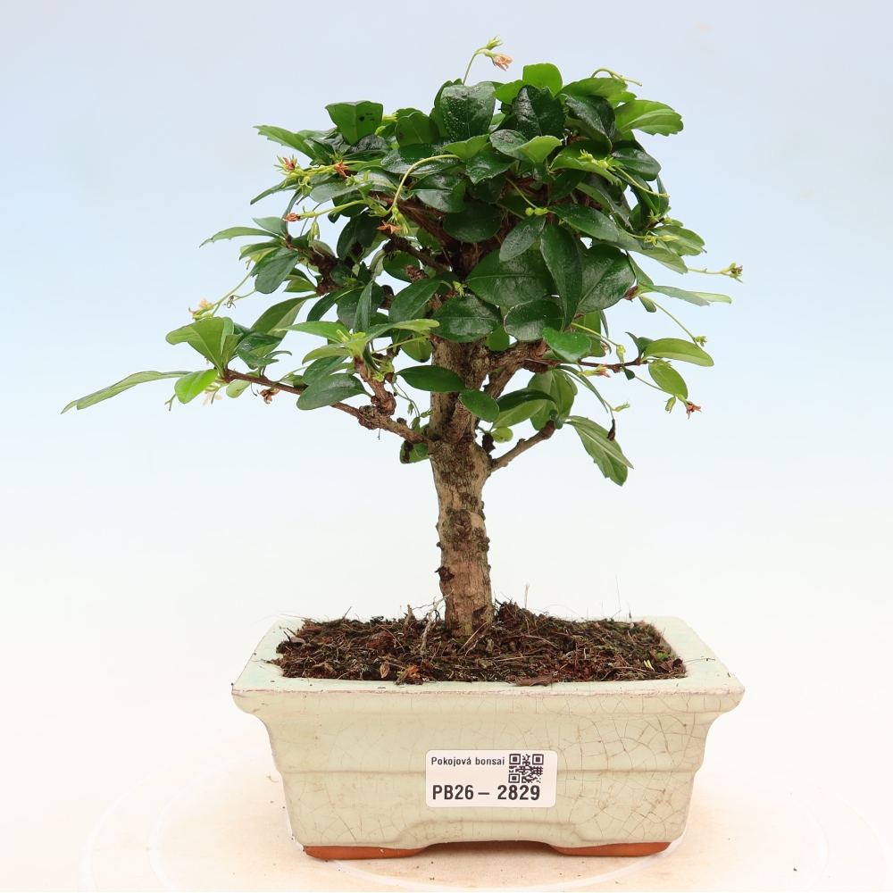 Zimmer-Bonsai - Carmona macrophylla - Tee-Fuki