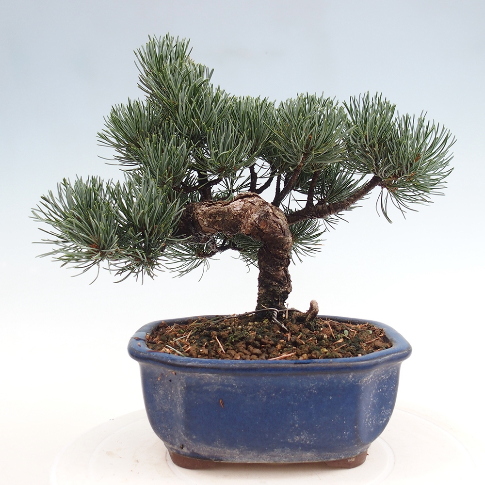 Bonsai im Freien - Pinus parviflora - kleine Kiefer