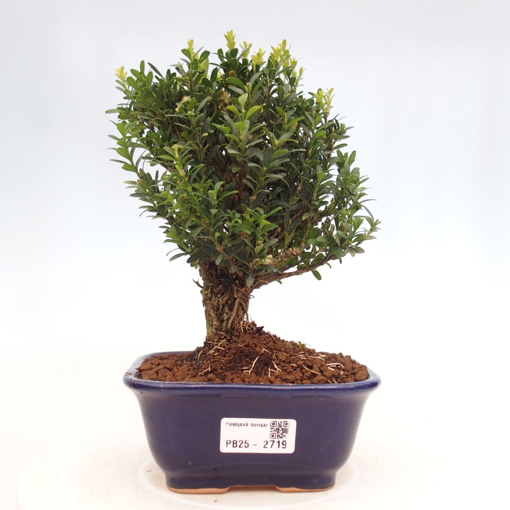 Innenbonsai - Buxus harlandii - Korkbuchsbaum