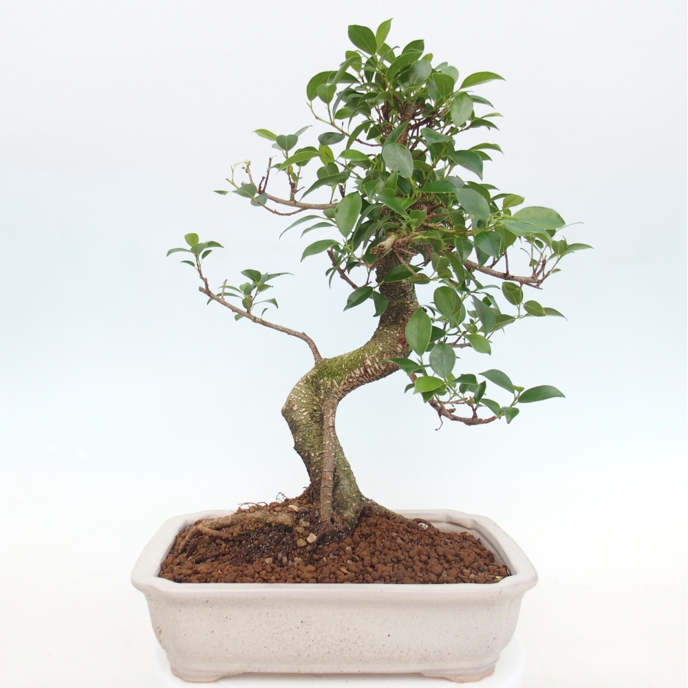 Zimmerbonsai - Ficus kimmen - Kleinblättriger Ficus