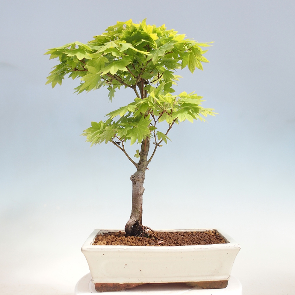 Bonsai im Freien - Ahorn palmatum katsura GISAN - Ahorn palmat