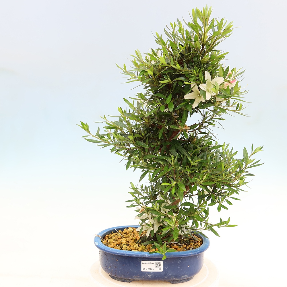 Bonsai für draußen - Japanische Azalee - Azalea Hakurin