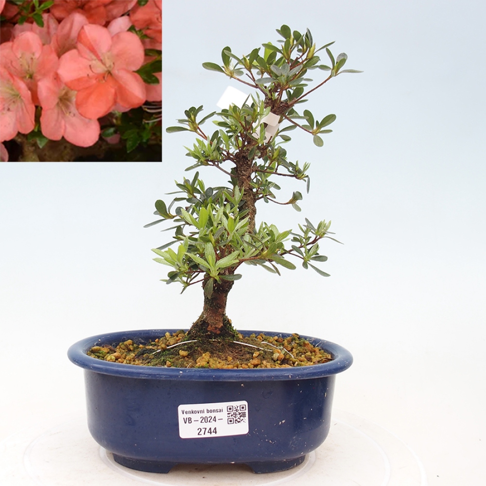 Bonsai im Freien - Japanische Azalee - Azalea Asazakura