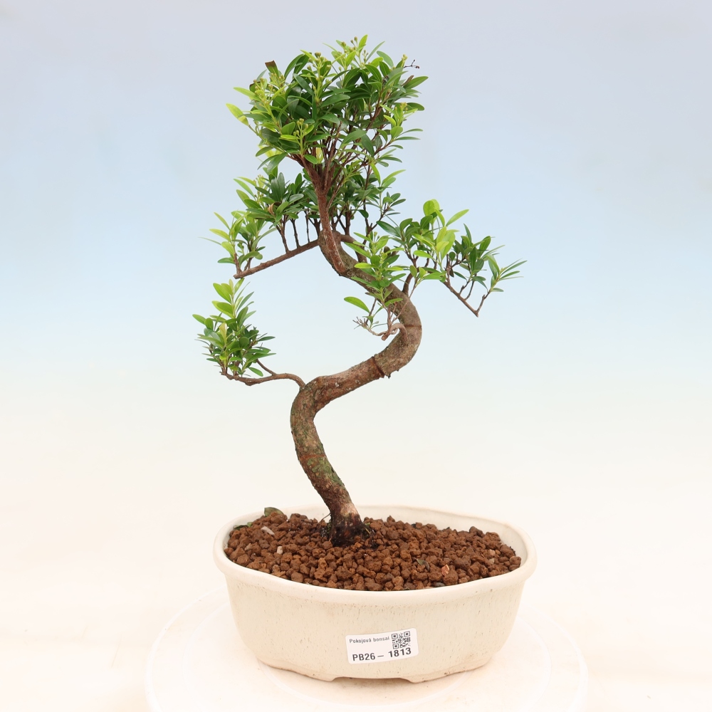 Zimmer Bonsai - Syzygium - Piment