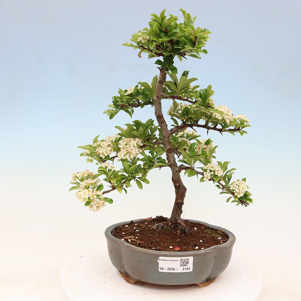 Bonsai für den Außenbereich – Pyracantha teton – Feuerdorn
