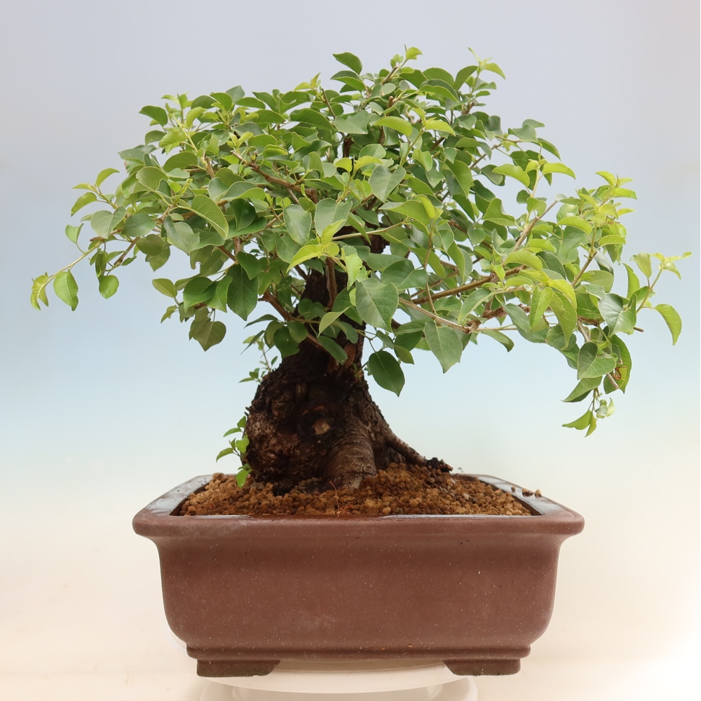 Bonsai für draußen - Mahalebka - Prunus mahaleb