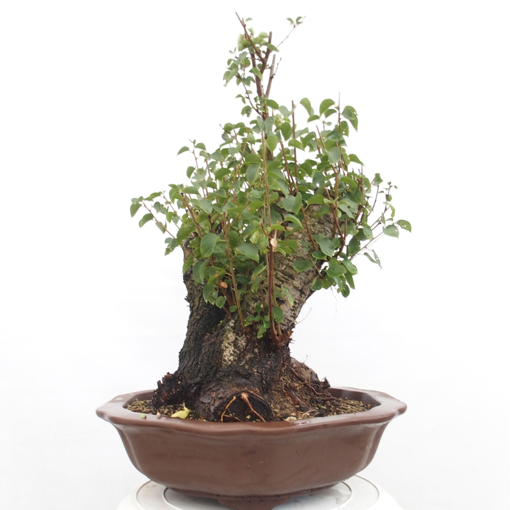Bonsai im Freien - Mahalebka - Prunus mahaleb