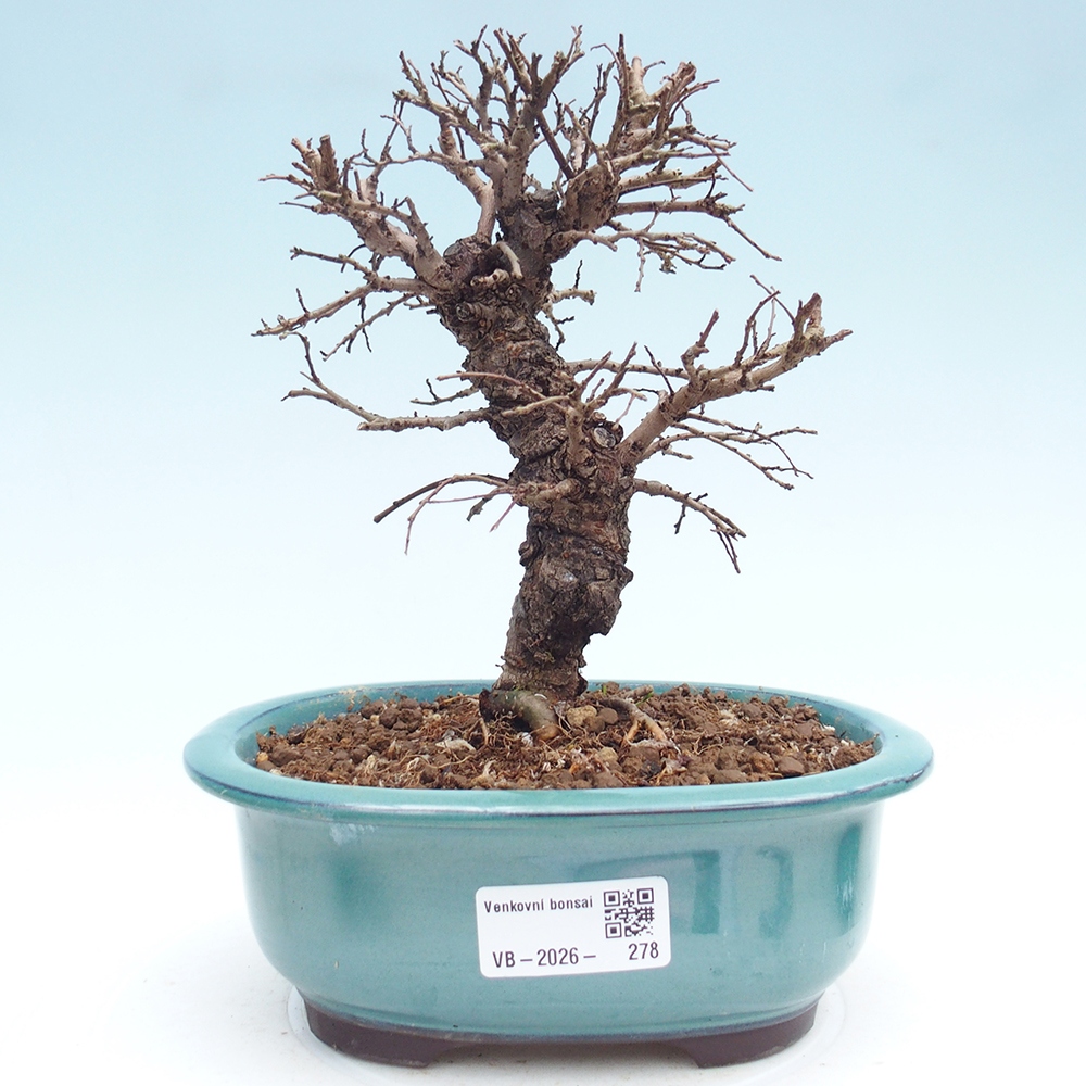 Bonsai für draußen - Zelkova - Zelkova NIRE