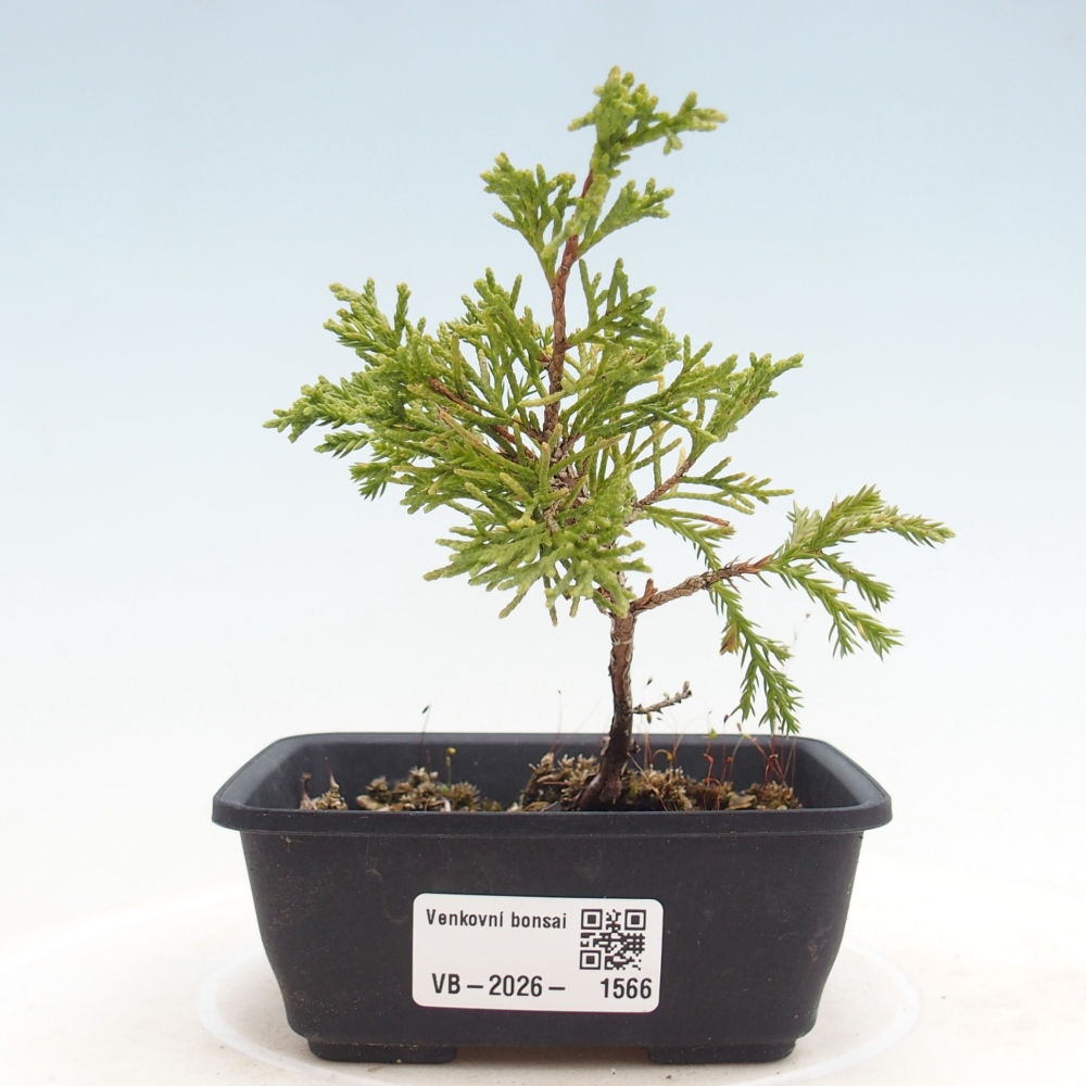 Bonsai für draußen - Juniperus chinensis Itoigawa